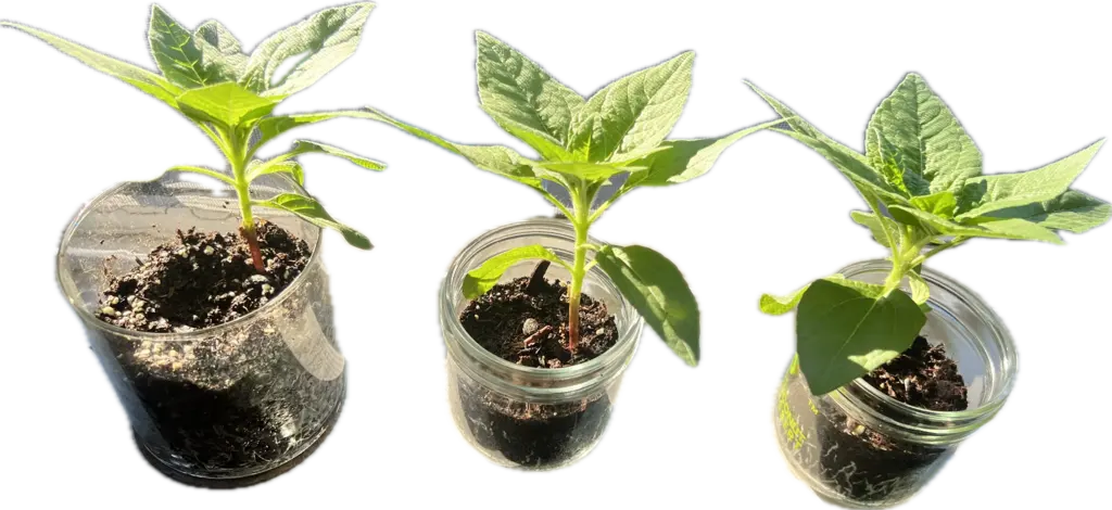 Sunflower Plants Sunflower Plants